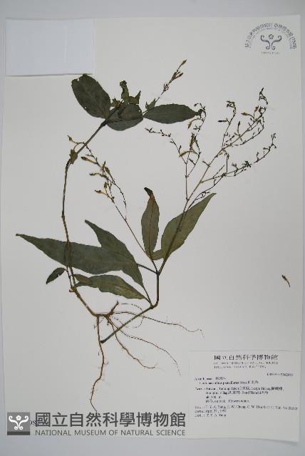 針刺草藏品圖，第1張