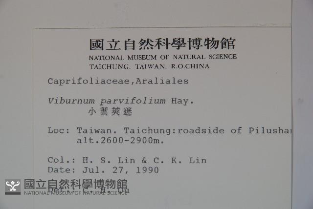 小葉莢迷藏品圖，第2張