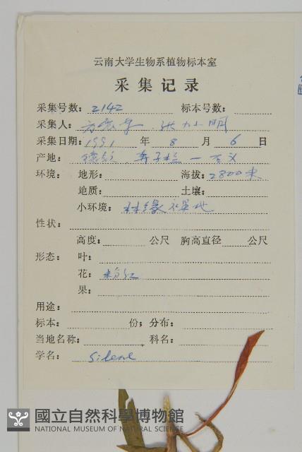 無鱗繩子草藏品圖，第2張