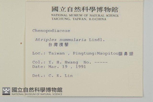 臺灣濱藜藏品圖，第2張