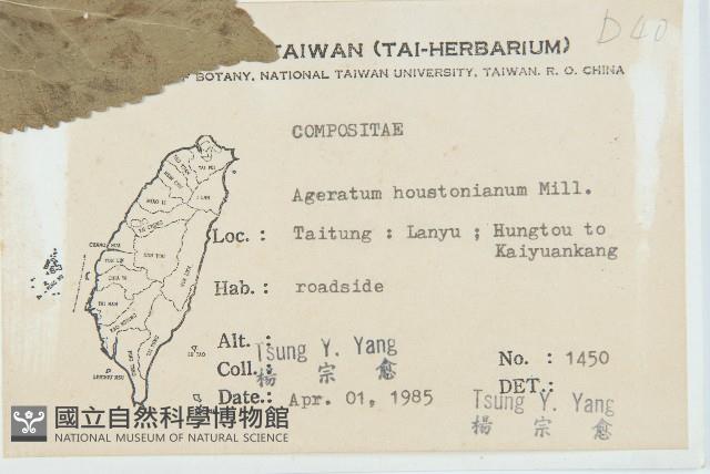 紫花霍香薊藏品圖，第2張