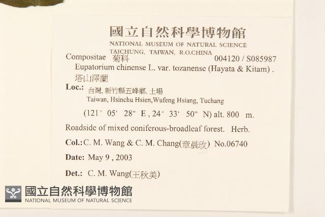 塔山澤蘭藏品圖，第2張