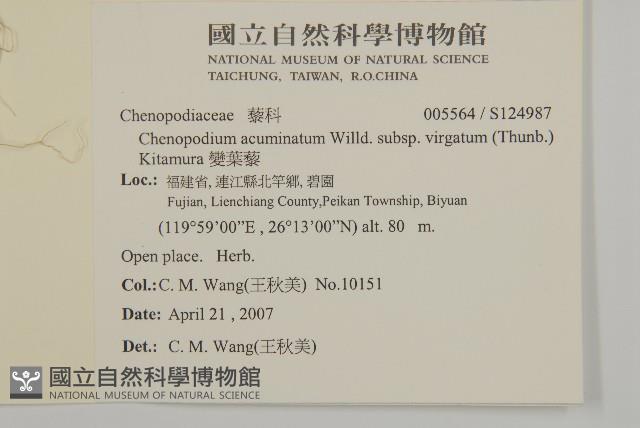 變葉藜藏品圖，第2張