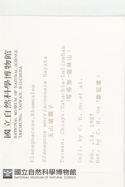 玉山胡頹子藏品圖，第2張