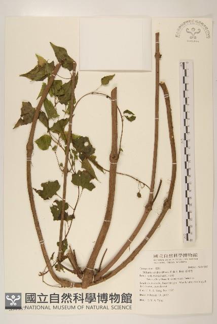 蔓澤蘭藏品圖，第1張