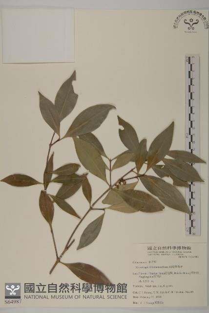 福建賽衛矛、福建假衛矛藏品圖，第1張