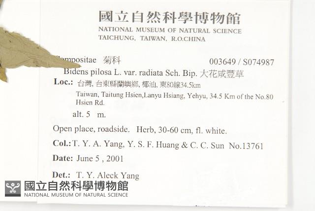 大花咸豐草藏品圖，第2張