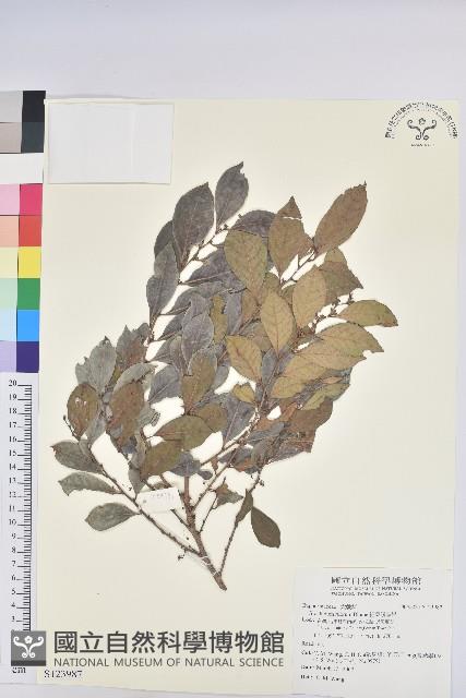 細葉饅頭果藏品圖，第1張