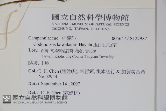 玉山山奶草藏品圖，第2張