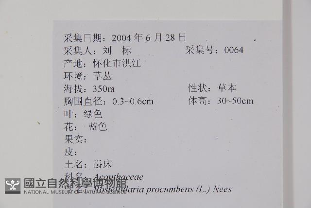 爵床、六角英藏品圖，第2張