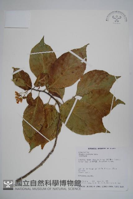 Naves ehretia, Formosa Ehretia Collection Image, Figure 1, Total 2 Figures