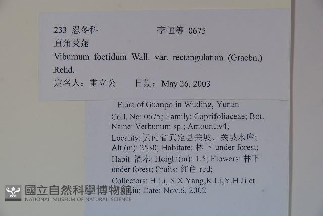 狹葉莢迷藏品圖，第2張