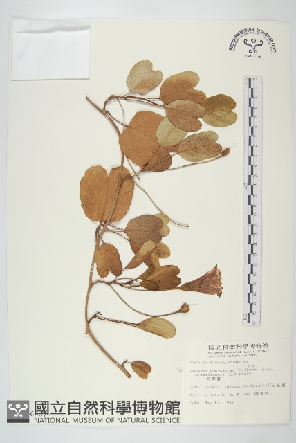 馬鞍藤藏品圖，第1張