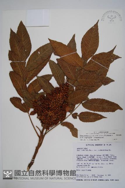 羅氏鹽膚木藏品圖，第1張