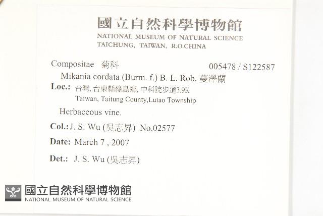 蔓澤蘭藏品圖，第2張