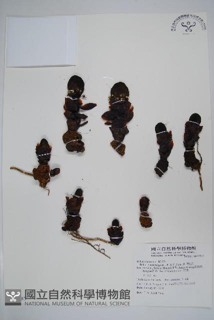 粗穗蛇菰藏品圖，第1張