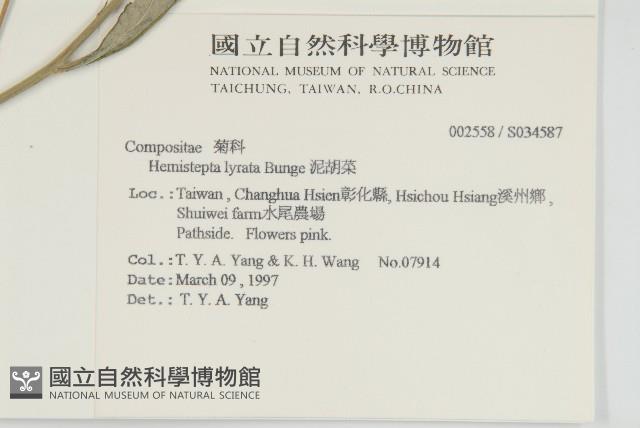 泥胡菜藏品圖，第2張