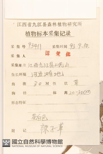 小米菊藏品圖，第2張