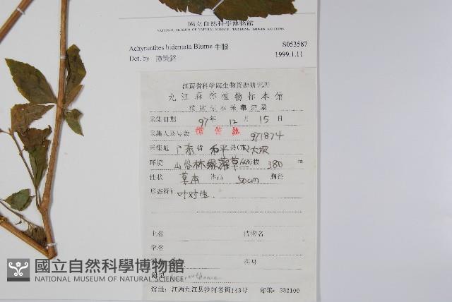 牛膝藏品圖，第2張