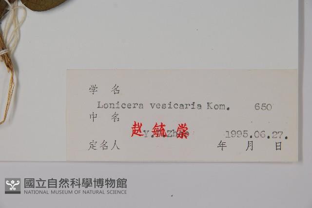 波葉忍冬藏品圖，第2張