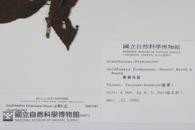 臺灣馬藍藏品圖，第2張