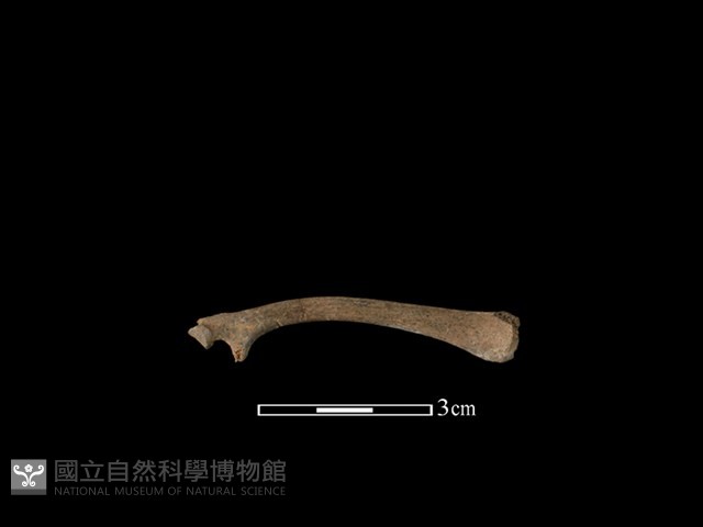 鹿科骨藏品圖，第2張