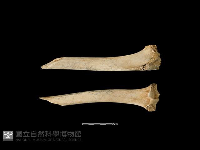 梅花鹿骨藏品圖，第1張