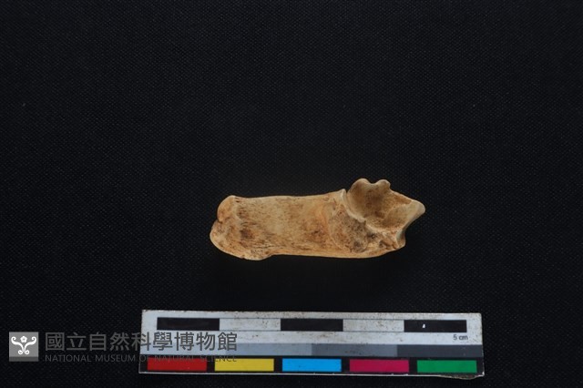 山羌骨藏品圖，第2張