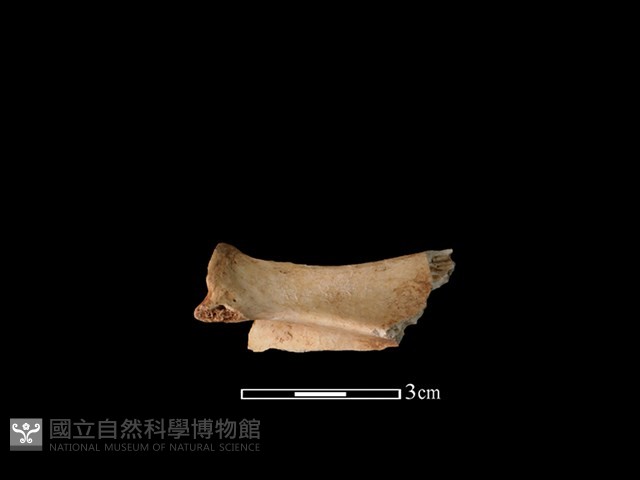 鹿科骨藏品圖，第2張
