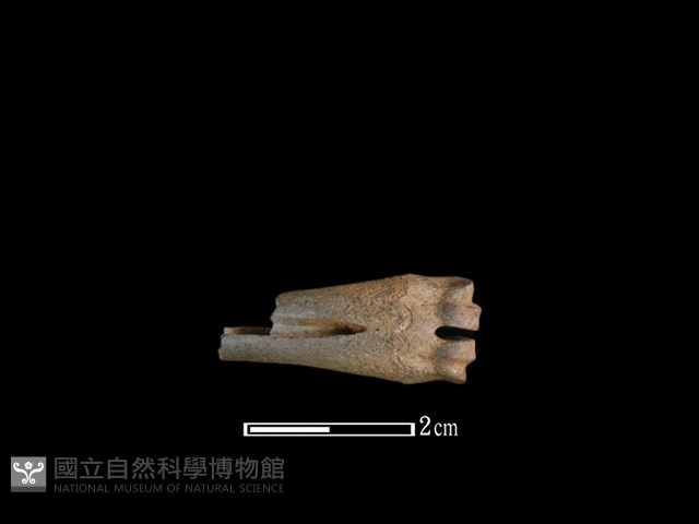 山羌骨藏品圖，第2張