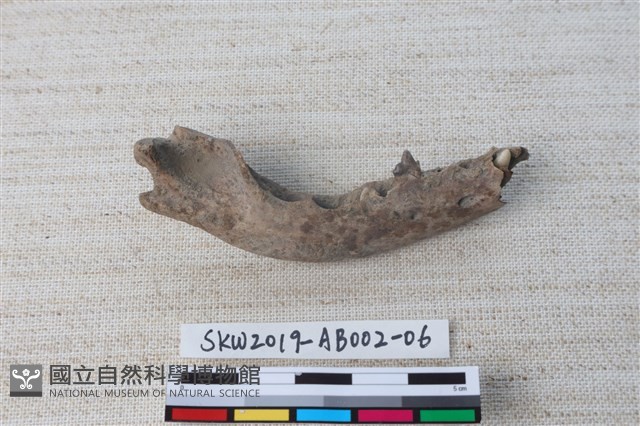 家犬藏品圖，第2張