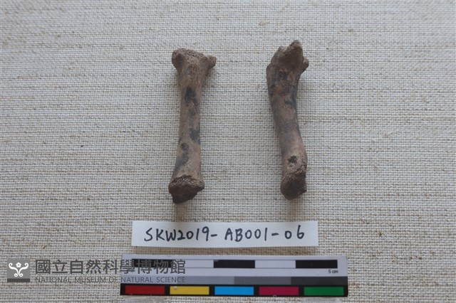 家犬藏品圖，第2張