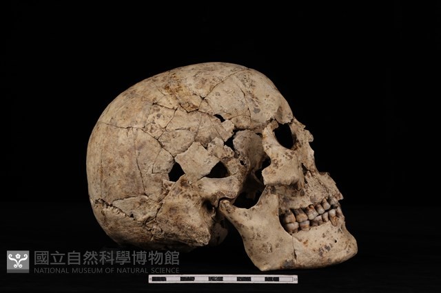 人骨藏品圖，第2張