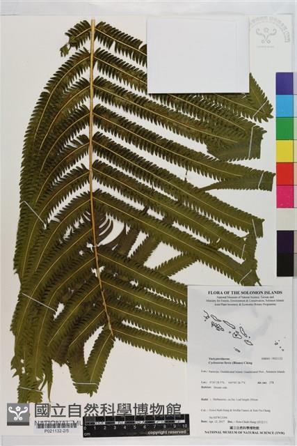 秦氏蕨藏品圖，第2張
