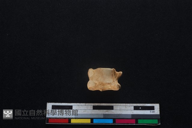 山羌骨藏品圖，第2張