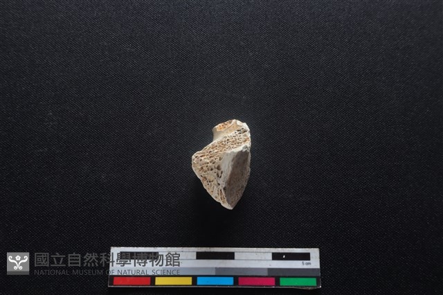 梅花鹿骨藏品圖，第2張