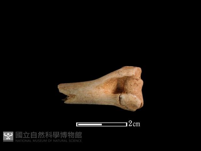 山羌骨藏品圖，第2張