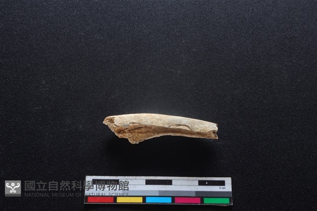 梅花鹿骨藏品圖，第2張