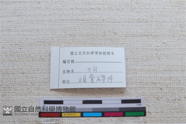家犬藏品圖，第2張