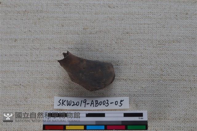 家犬藏品圖，第2張