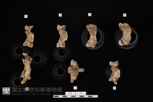 人骨藏品圖，第2張