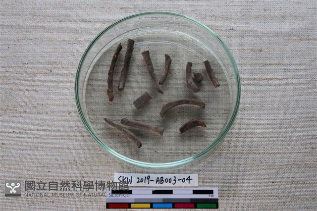 家犬藏品圖，第2張