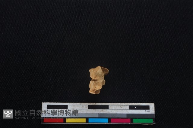 山羌骨藏品圖，第2張