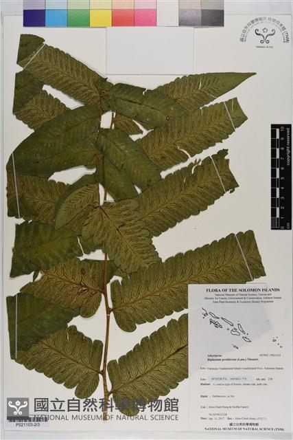 多生菜蕨藏品圖，第2張