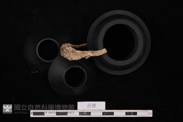 人骨藏品圖，第2張