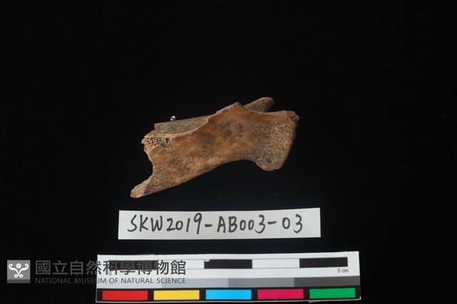 家犬藏品圖，第2張