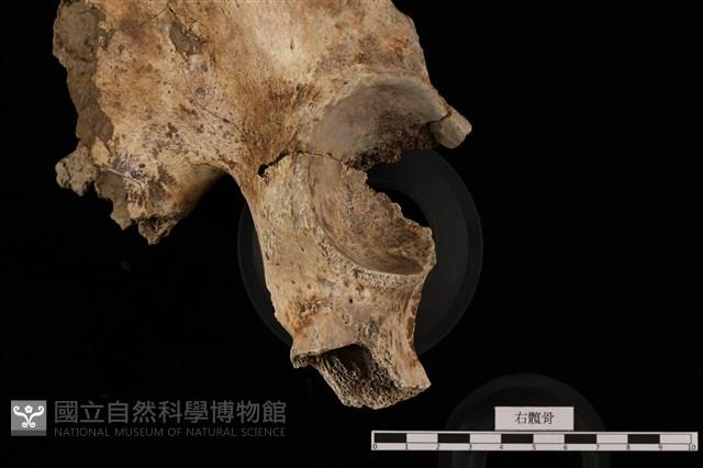 人骨藏品圖，第2張