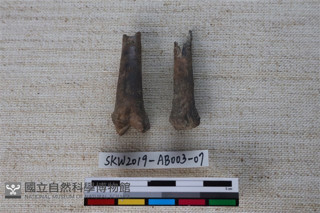 家犬藏品圖，第2張