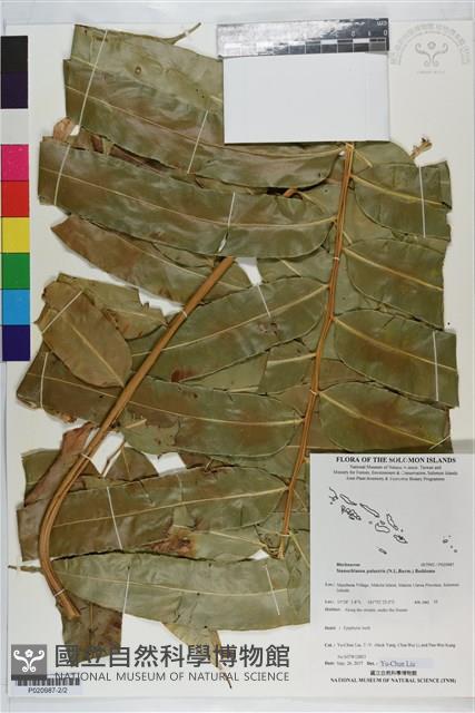 登錄號:P020987藏品圖，第2張