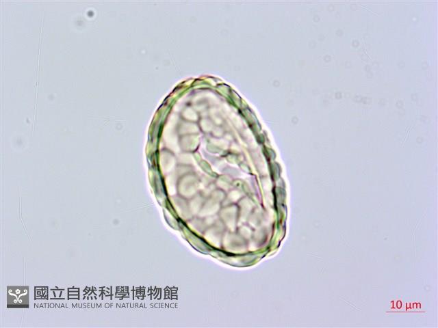 小膜蓋蕨藏品圖，第2張